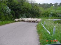 Schafe kreuzen unseren Weg