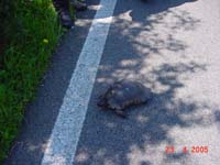 Schildkröte kreuzt unseren Weg