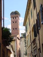 Lucca-Torre Guinigi